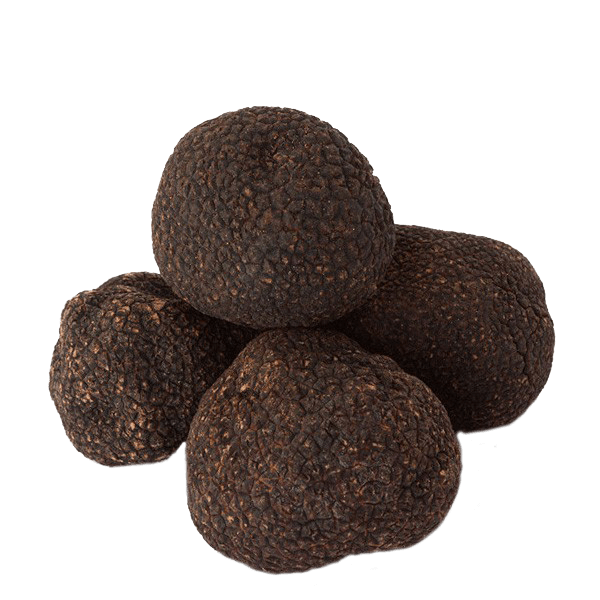 Black Truffle - Tuber melanosporum vittadini