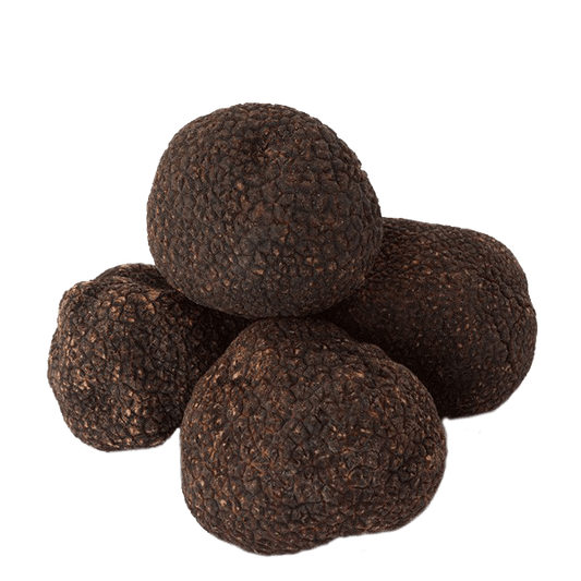 Black Truffle - Tuber melanosporum vittadini