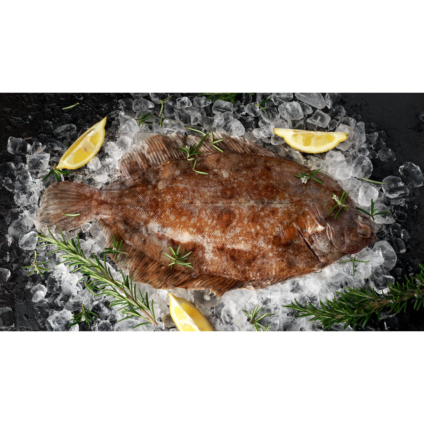 Wild Dover Sole