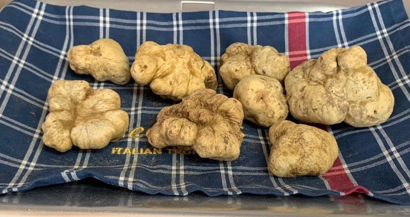 White Autumn Alba Truffles (Italian) - Tuber Magnatum Pico